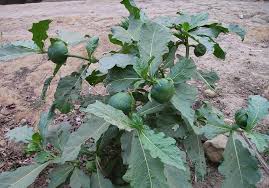 Image result for Solanum macrocarpon