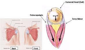 Image result for Lift-Off Subscapularis Test