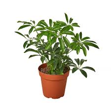 Image result for Schefflera