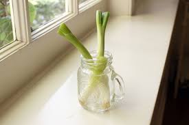 We did not find results for: Grow Green Onions In Water Jenny Can Cook