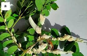 Image result for Rhynchosia heterophylla