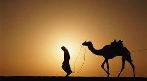 Adaptations to windblown deserts include double rows of eyelashes, the no camels live in in the painted desert today. Desert Life Camels Desert Deserts Of The World