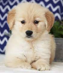 Check spelling or type a new query. 4936052 Large Resize Retriever Puppy Golden Retriever Dogs Golden Retriever