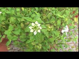 Image result for Lantana viburnoides