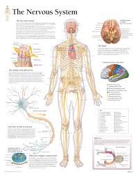It gathers information from all over the body and coordinates activity. The Nervous System Scientific Publishing