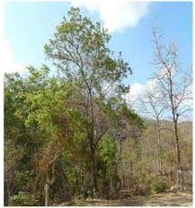 Image result for Stereospermum harmsianum