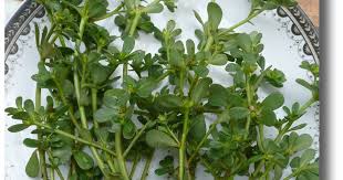 Purslane is native to india and persia. Xplore Xpress Organic Gardening Let S Eat That Weed Purslane