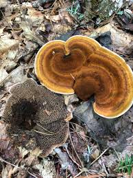 Image result for Clutia monticola