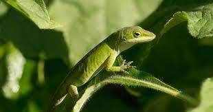Do Lizards Feed On Garden Plants Or Are They A Benefit To The Landscape Anole Lizard Reptile Magazine