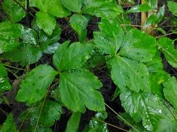 Image result for Sanicula elata