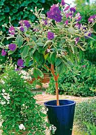 Kubelpflanzen Mit Spater Blutezeit Farbenfrohes Saisonfinale Pflanzen Kubelpflanzen Topfgarten