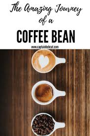 The Amazing Journey Of A Fair Trade Coffee Bean Captain Bobcat Fair Trade Coffee Fair Trade Coffee Beans Coffee Beans