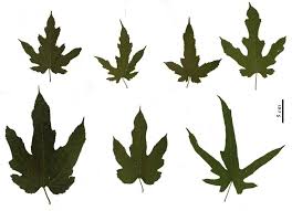 Image result for Morus indica