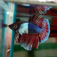 Betta Fish Fish Reptiles Laguna Philippines Carmelaquashop