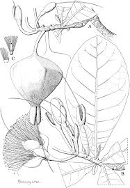 Image result for Barringtonia