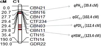 Image result for Cyamopsis serrata
