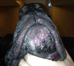 Can Dogs Get Zits The Truth Behind Your Pet S Puppy Pimples