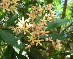 Image result for Ceratopetalum