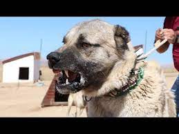 The Only Dog In The World That Can Kill A Wolf - Kangal - Youtube Kangal Dog Dogs Wolf Dog