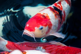Butterfly koi seem to lack some of the body size of regular koi, but the overall fish can run as long as 36 to 40 inches in the right pond with plenty of. Keeping Koi Fish Indoors Next Day Koi