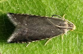 Image result for Cydia microgrammana