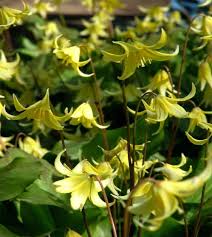 Image result for Eriosema pauciflorum