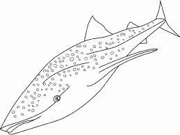 Search through 623,989 free printable colorings at getcolorings. Free Premium Templates Shark Coloring Pages Whale Coloring Pages Coloring Pages