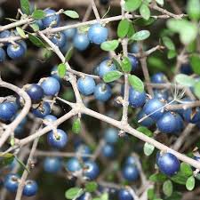 Image result for Coptosperma zygoon