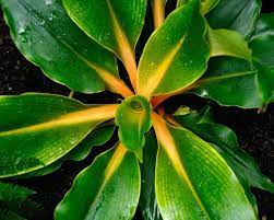 Chlorophytum Orchidastrum Mandarin Plant Aka Fire Flash Or Green Orange A Close Relation Of The Spider Plant C Comosu Plants Spider Plants Cool Plants