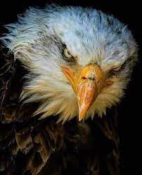 bald eagle in 2021 bald eagle eagle images eagle pictures
