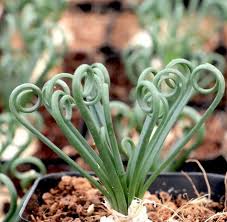 Image result for Albuca sp. no. 1