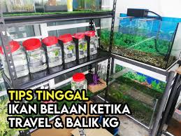 Pada sarang buih tu terdapat anak2 ikan yang masih kecil. Tips Mudah Untuk Tinggalkan Ikan Laga Dan Ikan Gapi Untuk Bercuti Atau Balik Kampung Some Bullet For Your Head