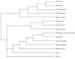 Image result for Summerhayesia zambesiaca
