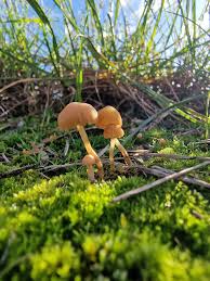 Image result for Pycreus gracillimus