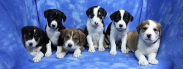 There are so many dogs and cats out there in colorado that need a permanent home, so please try expanding your. Rocky Mountain Puppy Rescue Home Facebook