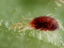 Will fungus gnats kill plants? Mint Pests Identification And Removal Dengarden
