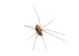Best tips and methods to get rid of spiders. Cellar Spider Control How To Get Rid Of Spiders Rose Pest Solutions
