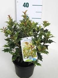 Osmanthus Heterophyllus Goshiki Stachelblattrige Duftblute Goshiki Stachelige Blatter Die Im Austrieb Rotlich E Kubelpflanzen Gartenpflanzen Pflanzen