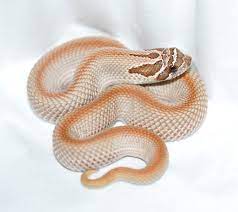 Western Hognose Heterodon Nasicus Purpleline Superconda By Extremehogs Hognose Snake Western Hognose Snake Cute Reptiles