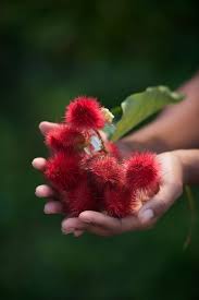 Basse Terre Guadeloupe Visitguadeloupe Guadeloupeislands Fleurs Et Plantes De Toutes Sortes Pinterest Caribbean