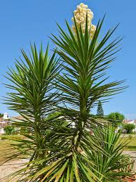Maybe you would like to learn more about one of these? Pruning Yucca Plants How To Prune A Yucca