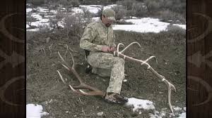 How To Score An Elk Using The Boone Crockett System Mossback