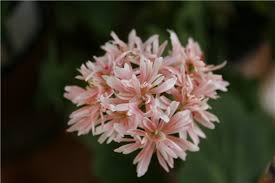 Пеларгония Bev Foster