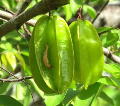 Sie gehören zur familie der sauerkleegewächse (oxalidaceae) und stammen aus südostasien. Sternfrucht Safari Afrika