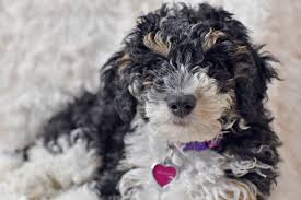 Bernedoodles inherit their intelligence from the poodle and are very trainable, however these doodles can sometimes have a stubborn streak as puppies. Bernedoodle Dog Breed Information Characteristics Daily Paws