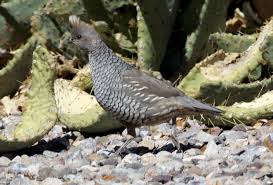 Image result for Callichilia bequaertii