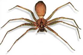 La policía municipal de madrid ha recuperado un ejemplar de araña violinista o del rincón en un domicilio particular del distrito de puente de vallecas. La Arana Parda Argentina Caracteristicas Y Comportamiento