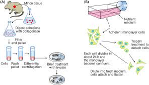 Check spelling or type a new query. Animal Virus An Overview Sciencedirect Topics