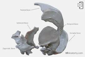 Image result for Temporal Bone