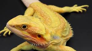 Dragão barbudo e o seu habitat: Padroes E Cores Pogona Dragao Barbudo Youtube